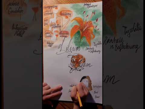 Lilium Tigrinum • Die Tigerlilie • Homöopathie in 60 Sekunden #homöopathie #aquarell #tiger #art