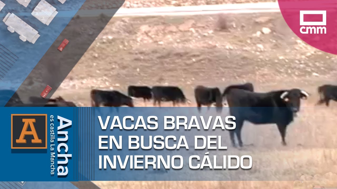 Vacas bravas en busca del invierno cálido