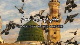 Laitani Fi Sarbil Hamami 🦢💝(Vocals only) | Slowed & Reverb | ليتني في سرب الحمام