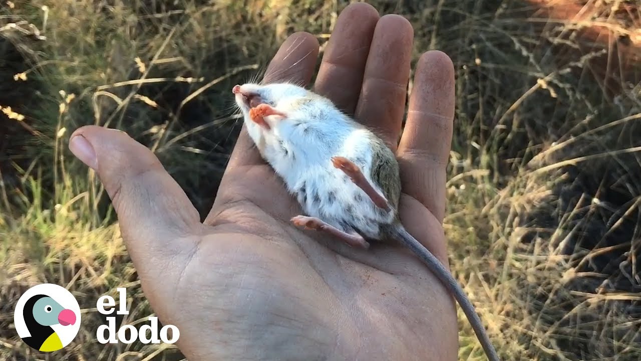 Hombre revive a un pequeño ratón | El Dodo