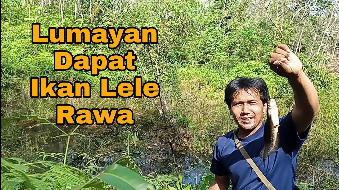 Memancing ikan rawa | keseruan Mancing ikan di rawa