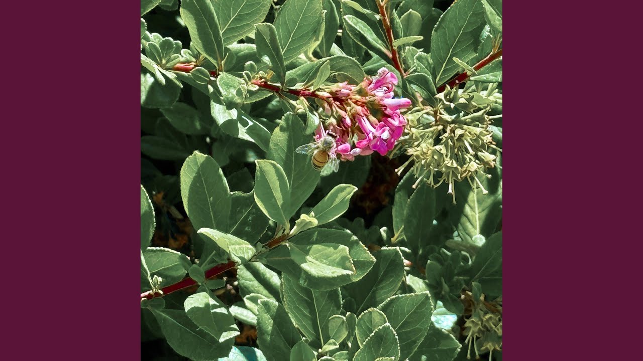 Respect the Vibe (Demo)