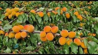 Apricot Tree Moorpark Mid July 2025 UK