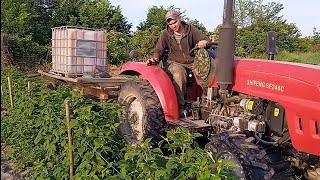 Розсада слабенька,але ми потроху садимо табак.Поливаємо малину. Будні села.