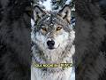 El lobo que desapareció tres días y salvó a su manada #vida #curiosidades #animals #motivacional