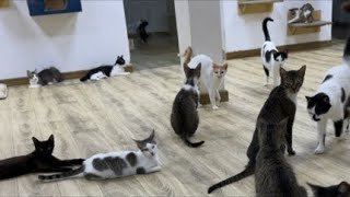 Feeding Street Cats is live!