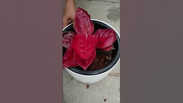Plant for sale Contact Whatsapp8547694023 Jaipongred aglonima #plantsmalayalam #aglonema #aglaonema