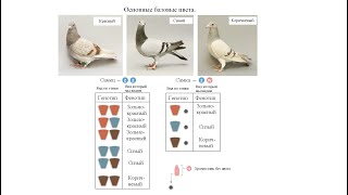 Базовые цвета голубей (Basic color pigeons).