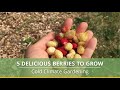 5 Delicious Berries to Grow in Cold Climates