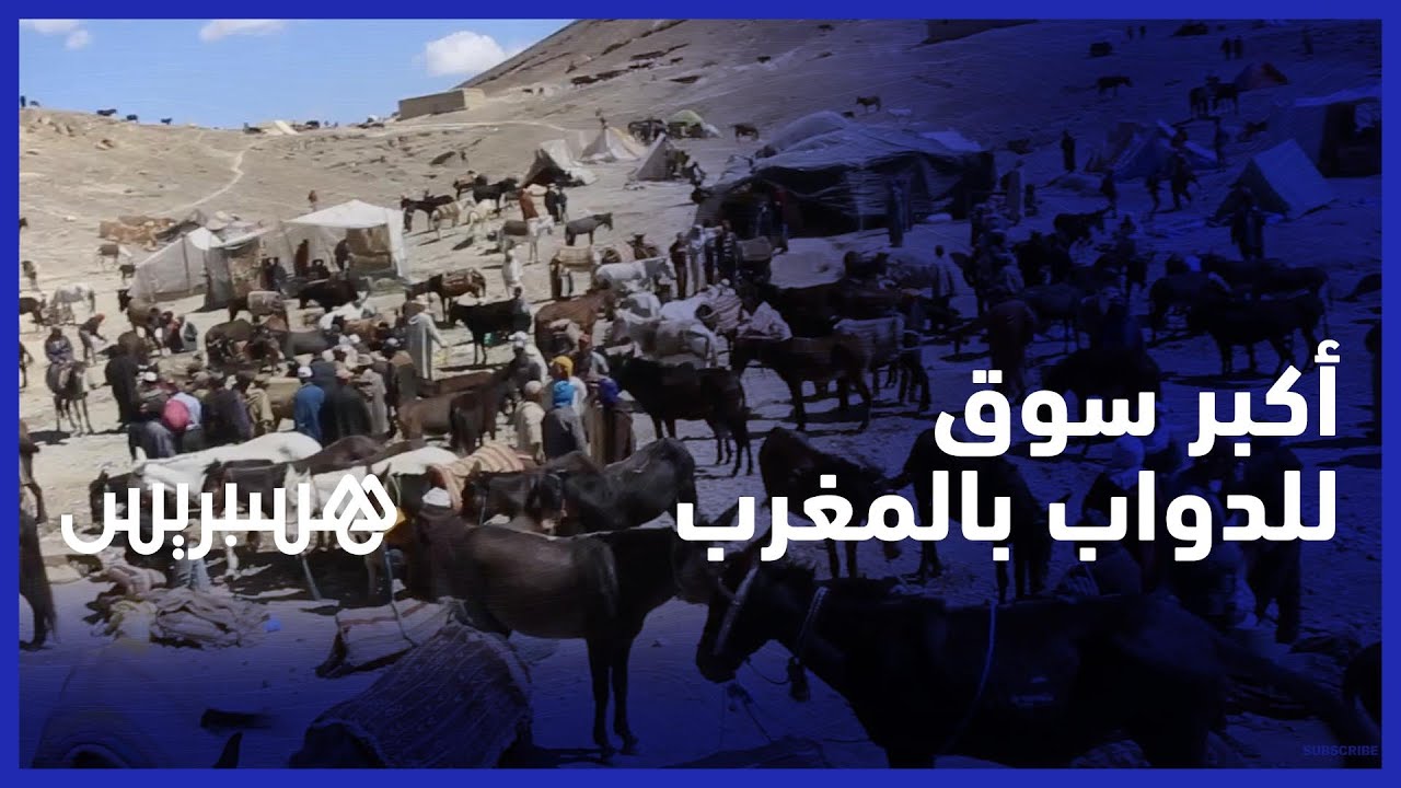 من إملشيل .. هسبريس تنقل لكم الأجواء بأشهر وأكبر سوق لبيع البغال والحمير في المغرب