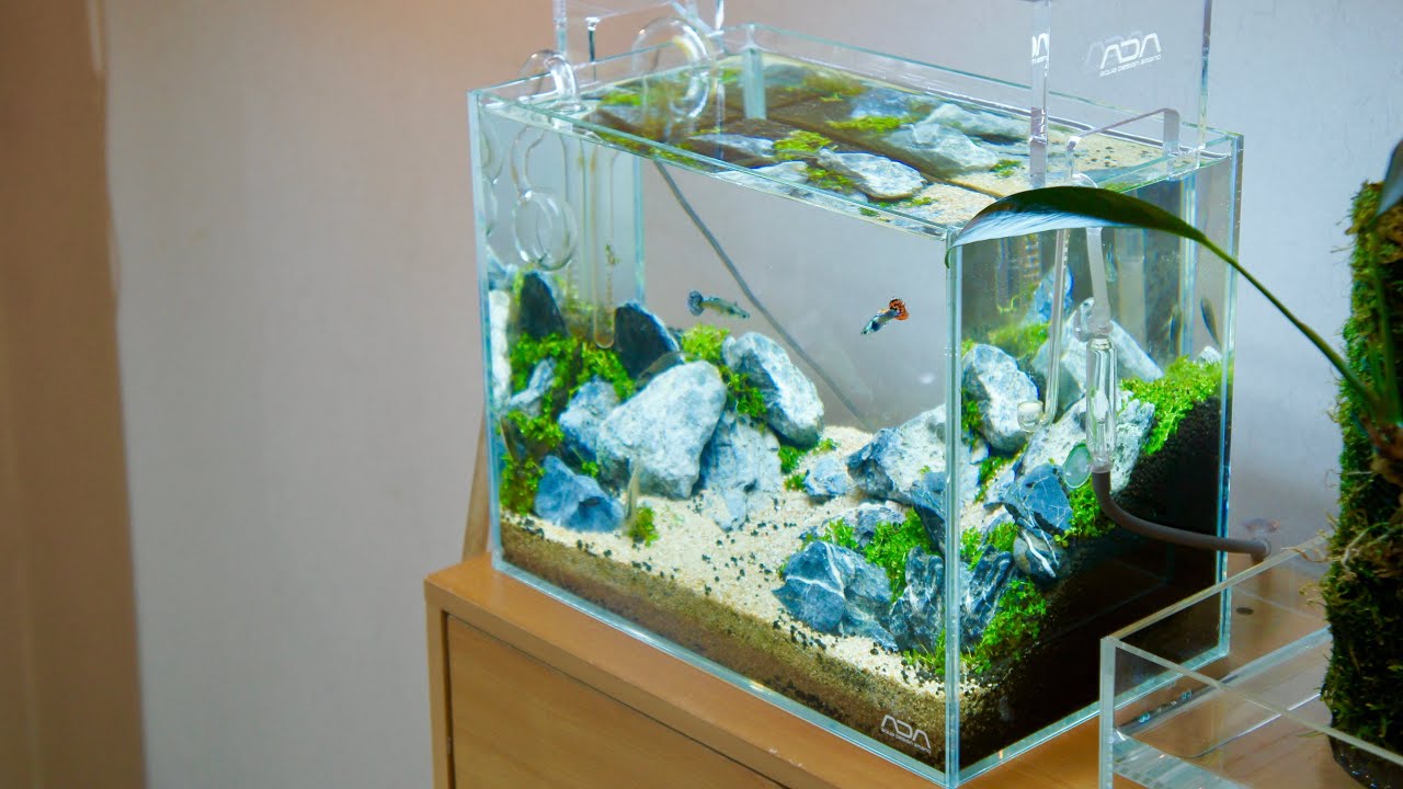 Guppy Breeding Project Part1 Setting Up A Nano Iwagumi Aquascape