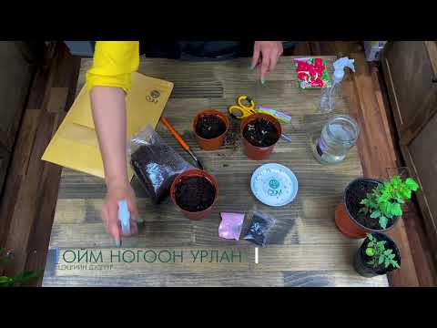 Видео: Цөцгийн тос цэцэг ургуулах 3 арга