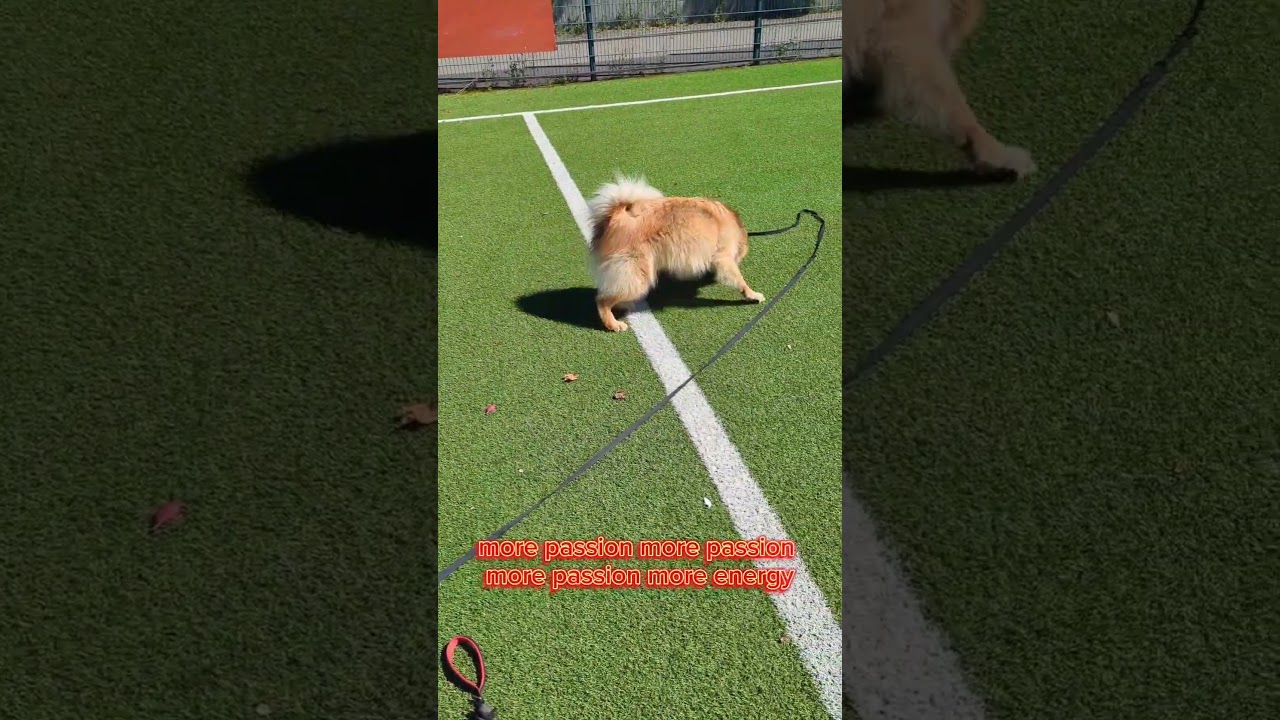 Crazy Eurasier Dance 🪩 
