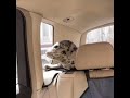 Самый милый пассажир | Тюленёнка доставили в ребцентр «Тюлень» в Приморье