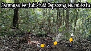 DI SERANG TERUS PIKAT SAYA || HAMPIR TEWAS 🙈