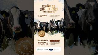 LEILÃO FAZENDA ÁGUA GRANDE 08/04/2026 - SINDICATO RURAL DE SÃO GOTARDO-MG