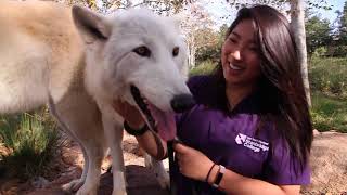 Stanbridge University Vet Tech Students Work to Educate the Public about Wolves and Project Wildsong