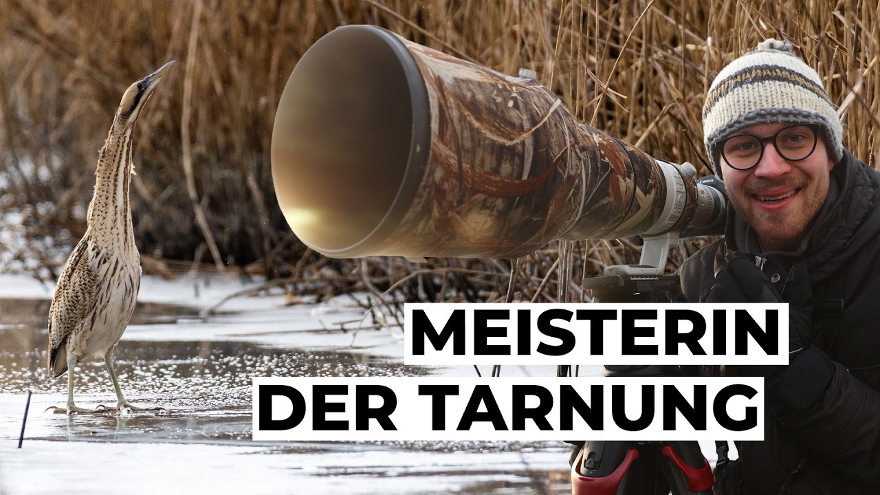 Im Schilf verborgen - Der Rohrdommel auf der Spur