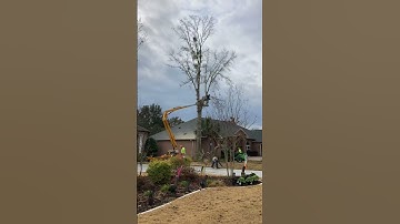 Oak tree removal time lapse #treeremoval #like #subscribe #arborist