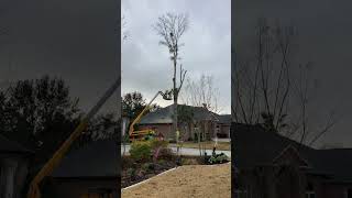 Oak tree removal time lapse #treeremoval #like #subscribe #arborist