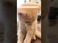主の誘惑を完全スルーして毛づくろいに没頭する子猫　#テアタイム