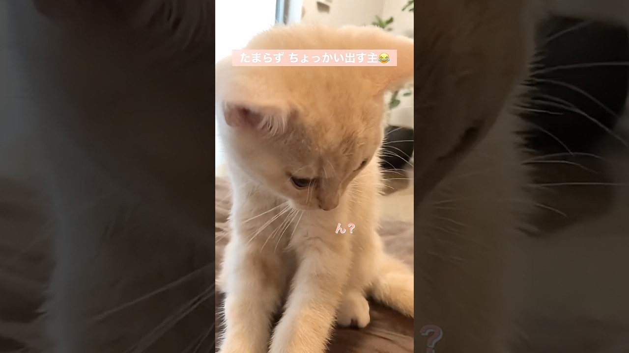 主の誘惑を完全スルーして毛づくろいに没頭する子猫　#テアタイム