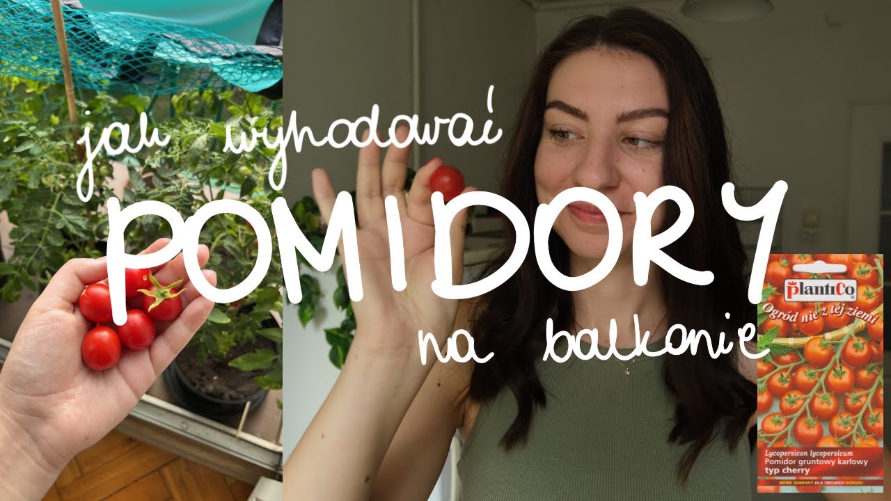 Jak wyhodować pomidory na balkonie? PORADNIK