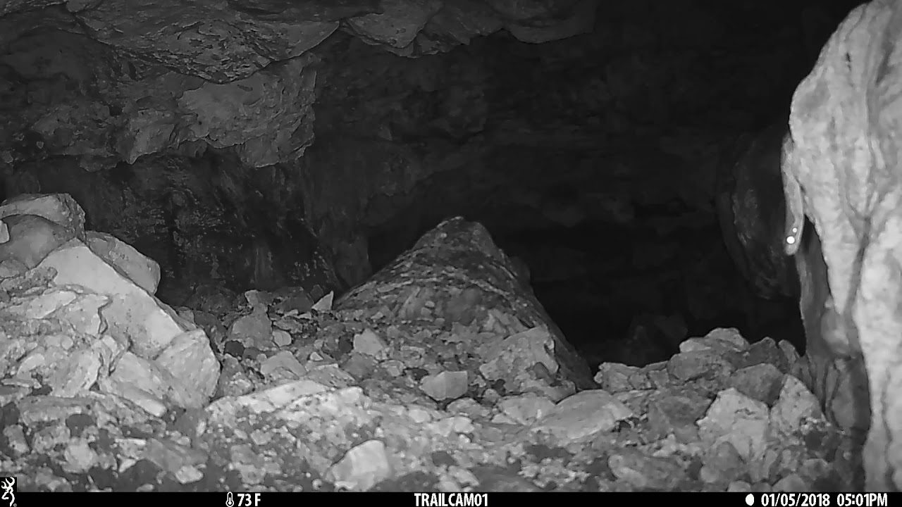 ringtail possum sound Texas Trail Cam - Ratsnake in Cave Surprised by Mouse - July 2019