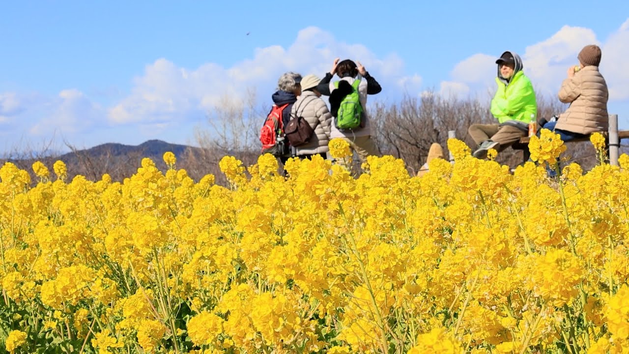 約6万株の菜の花が見頃 - YouTube