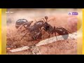فوائد النمل على الإنسان 