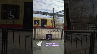 Sicherer Platz für Vögel am S-Bahnhof. Die Tauben fressen. Guten Morgen! #Berlin #deutschland #birds