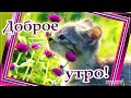 КРАСИВЫЕ ПЕСНИ ОБО ВСЁМ...ДОБРОЕ УТРО!!