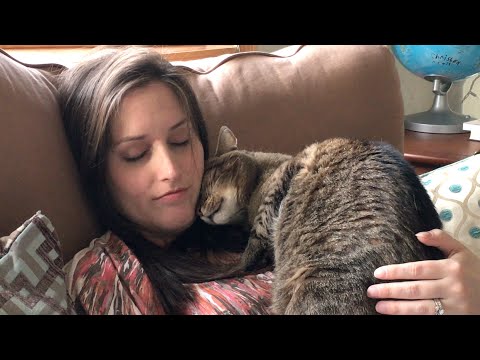 can cats sense your pregnant