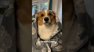 Cute Corgi Pays No Rent
