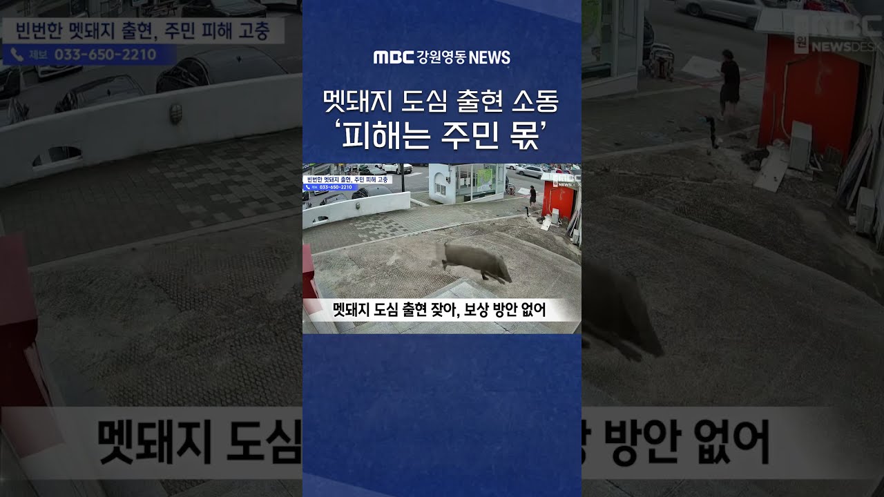 멧돼지 도심 출현 소동 '피해는 주민 몫' #mbc #mbc강원영동 #mbc뉴스 #mbc뉴스데스크 #mbcnews