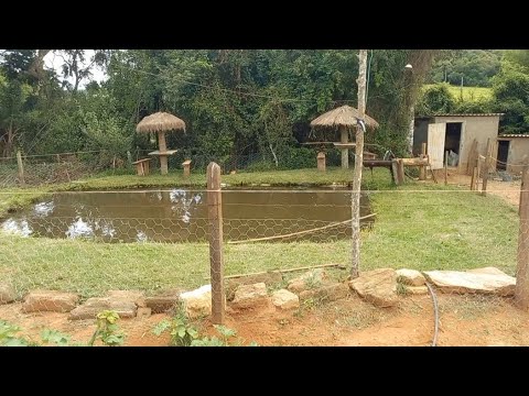 CERCANDO E FAZENDO UMA FAXINA AO REDOR DO POÇO DE PEIXE.