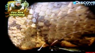 Eaten Alive By Anaconda