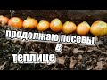 Апрельские посевы в теплице/ Что растет в теплице/ 05.04.22 #первыевсходы #весна #деревня