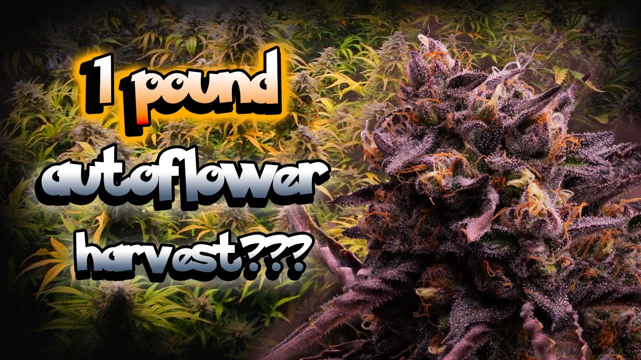 Мой САМЫЙ БОЛЬШОЙ АВТОУРОЖАЙ В ЖИЗНИ! - Выращиваю свои любимые растения зимой. Эпизод 6 