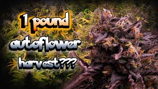 my LARGEST AUTO HARVEST EVER! - Growing my Favorite PLANTS during the Winter Ep.6 #seedtoharvest