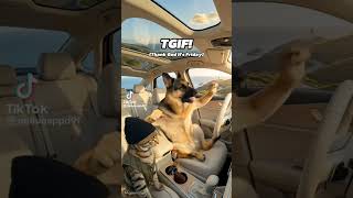It's Friday #party #weekend #funny #cat #dog #dance #friday #humor #comedia #funnyvideo