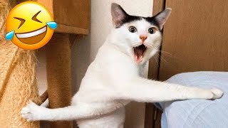 New Funny Cat and Dog Videos 😹🐶 Funniest Animals 😍 Part 10