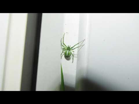 Araneus juniperi YouTube