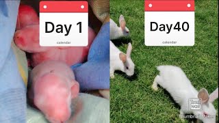 Baby Rabbits Growth Of A Journey From Day 1 To Day 40 Rabbits Growth Routine