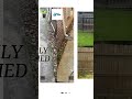 Comprehensive Fence Restoration and Concrete Surface Cleaning in Stafford