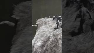 Shadow of the Colossus #walkthrough #shadowofthecolossus #remake #ps4gameplay #ps4games #ps4