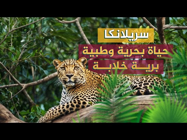 زيارتك سريلانكا تعني مشاهدة أفضل أنواع الدلافين والحيتان والحيوانات