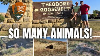 We Didn't Expect THIS Much Wildlife! | Scenic Hikes & Drive of Theodore Roosevelt National Park
