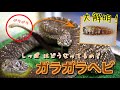 “ガラガラ”ヘビの尻尾に隠されたひみつとは…?