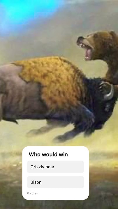 Bison Vs Grizzly Bear Who Would Win Bison vs grizzly bear - YouTube